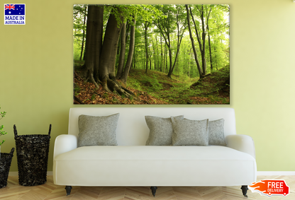 Deep Forest Trees Photograph Print 100% Australian Made