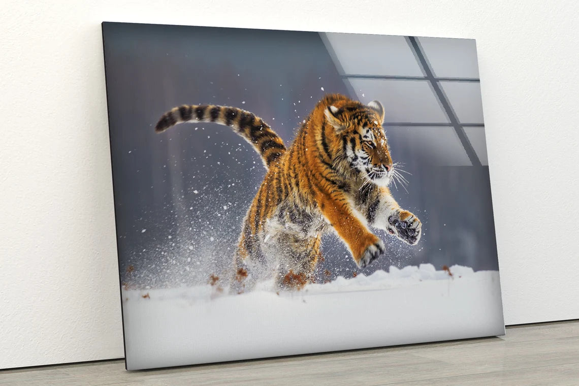 Tiger Running on Snow Photograph Acrylic Glass Print Tempered Glass Wall Art 100% Made in Australia Ready to Hang