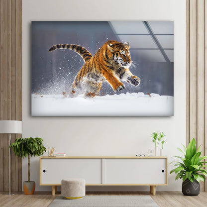 Tiger Running on Snow Photograph Acrylic Glass Print Tempered Glass Wall Art 100% Made in Australia Ready to Hang