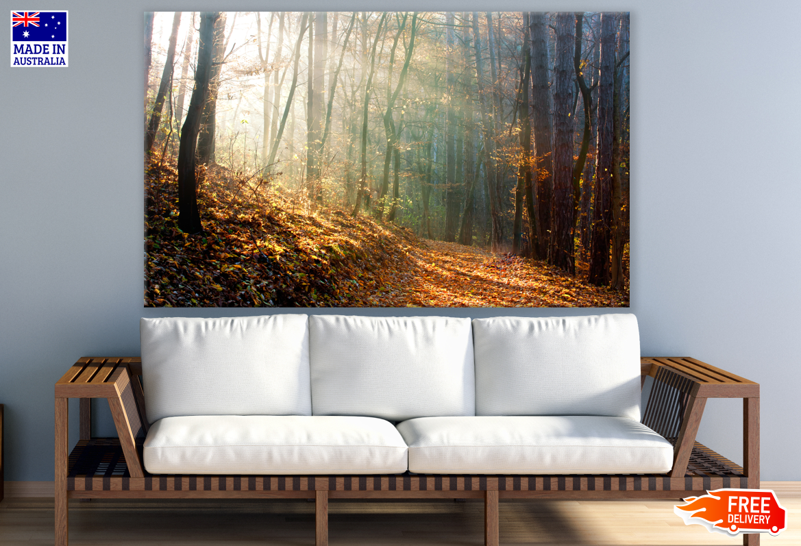 Autumn Forest Photograph Print 100% Australian Made