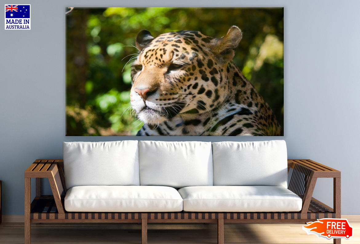 Leopard Portrait Photograph Print 100% Australian Made