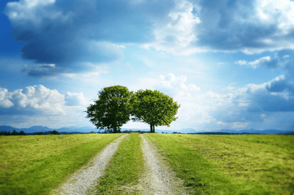 Tree on Mountain & Blue Sky Photograph Print 100% Australian Made