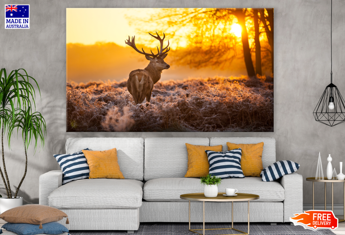 Reindeer Walking in Sunset Photograph Print 100% Australian Made