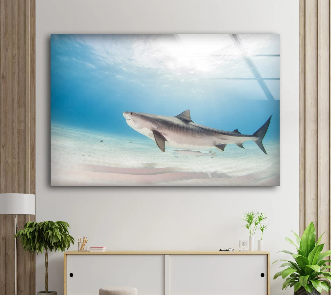 Shark in Sea Photograph Acrylic Glass Print Tempered Glass Wall Art 100% Made in Australia Ready to Hang