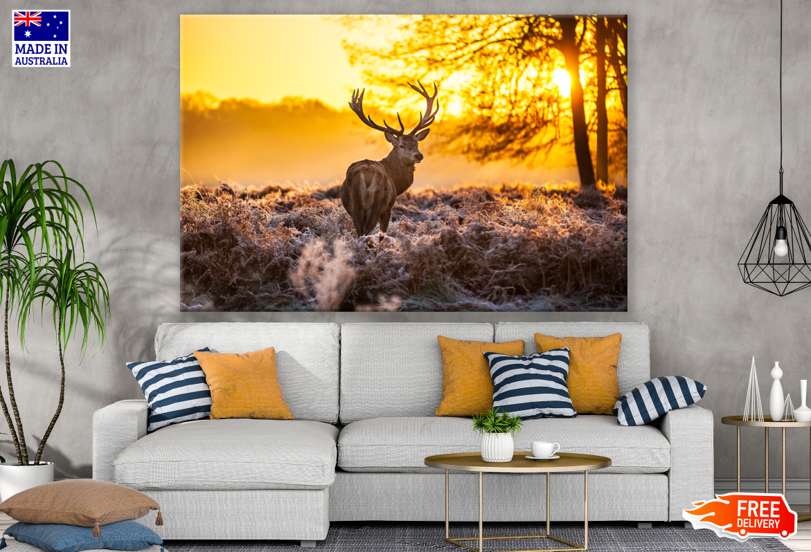 Reindeer Looking Back in Sunset Photograph Print 100% Australian Made