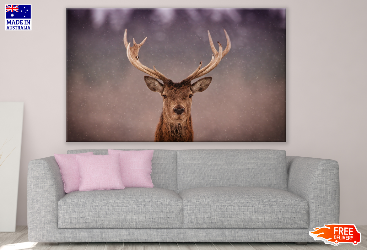 Deer Head Portrait Photograph Print 100% Australian Made