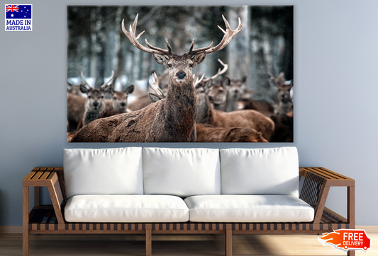 Reindeers Looking Photograph Print 100% Australian Made