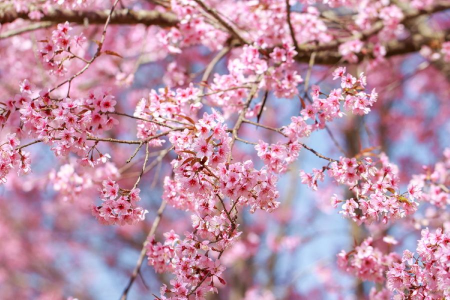 Blossom Flowers Closeup Photograph Print 100% Australian Made