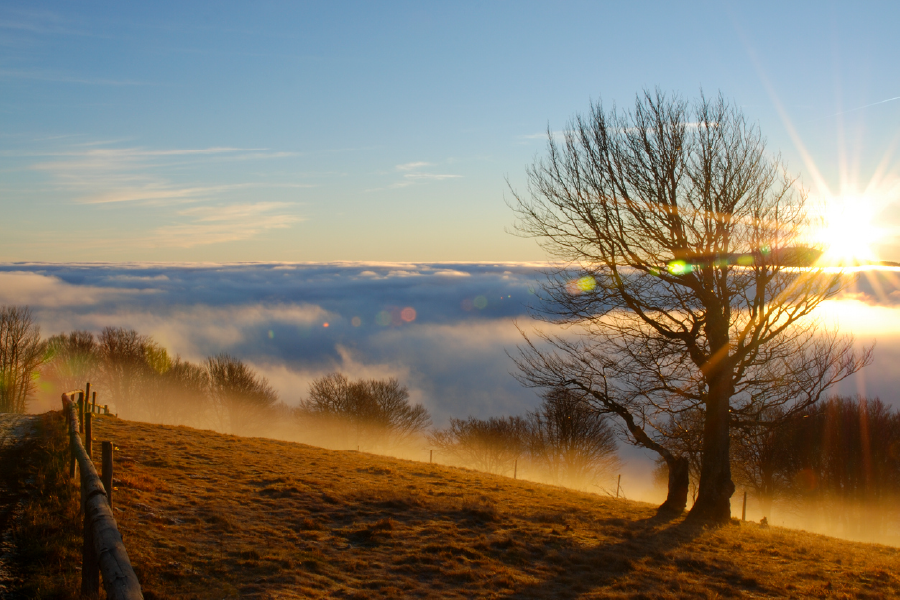 Misty Forest & Sunset Scenery Print 100% Australian Made