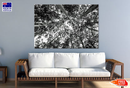 Forest Trees View from Below B&W Photograph Print 100% Australian Made