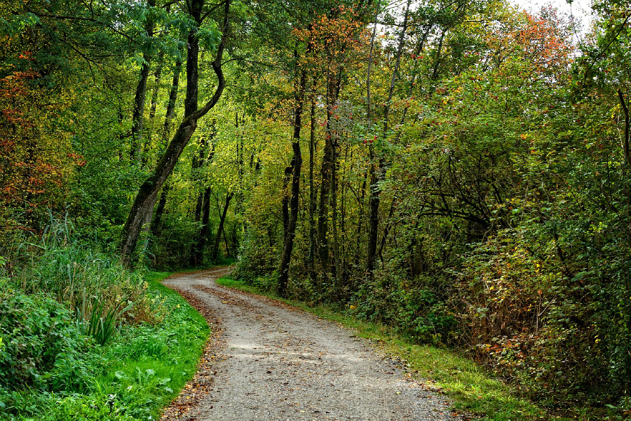 Road in Colorful Forest Photograph Print 100% Australian Made