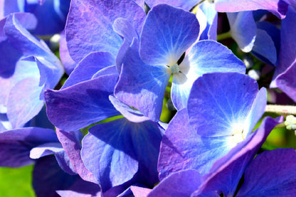 Blue Purple Hydrangea Closeup View Photograph Home Decor Premium Quality Poster Print Choose Your Sizes