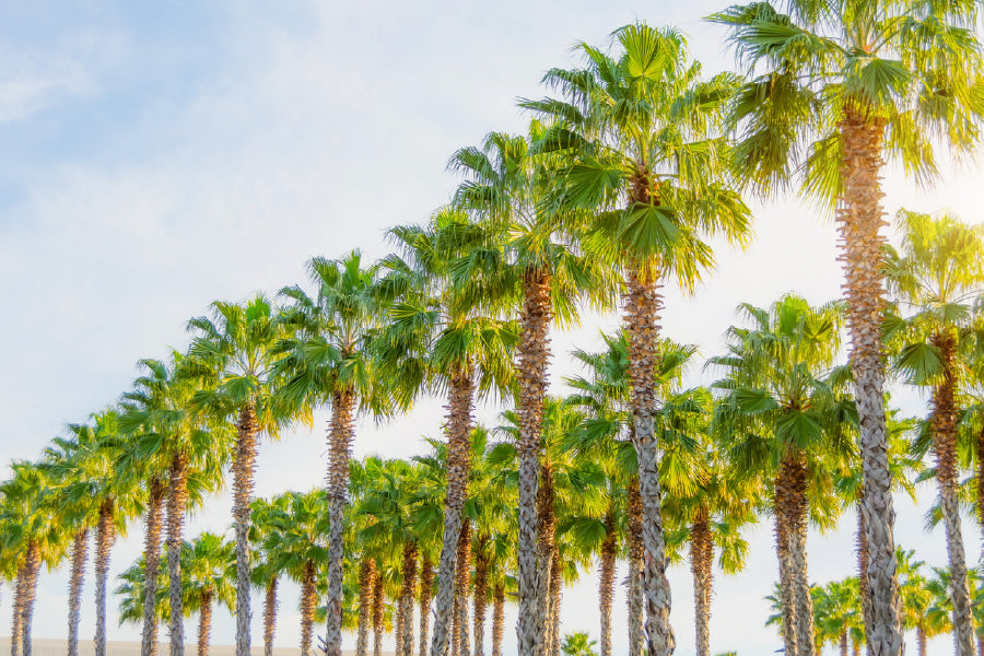 Row of Palm Trees Blue Sky View Photograph Print 100% Australian Made