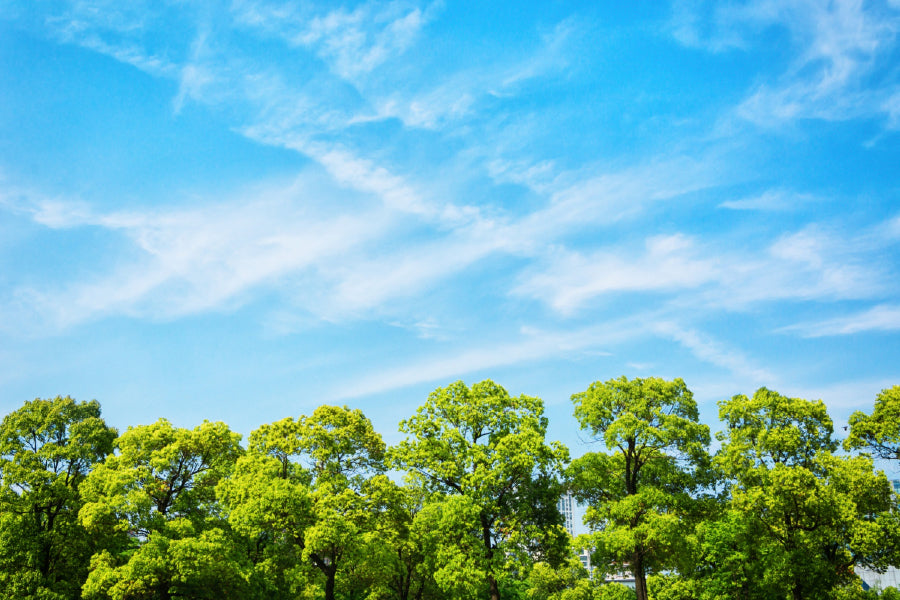 Green Leaves Tree & Blue Sky View Photograph Print 100% Australian Made