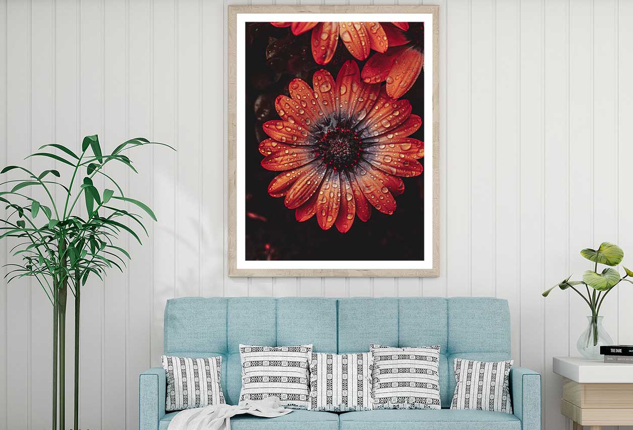 Water Droplet on Orange Gerbera View Photograph Home Decor Premium Quality Poster Print Choose Your Sizes