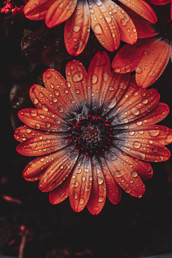 Water Droplet on Orange Gerbera View Photograph Home Decor Premium Quality Poster Print Choose Your Sizes