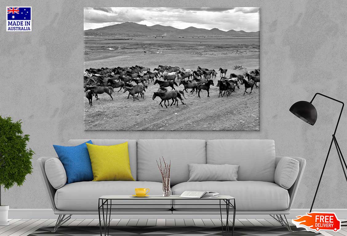 Wild Horse Herd On Field View B&W Photograph Print 100% Australian Made