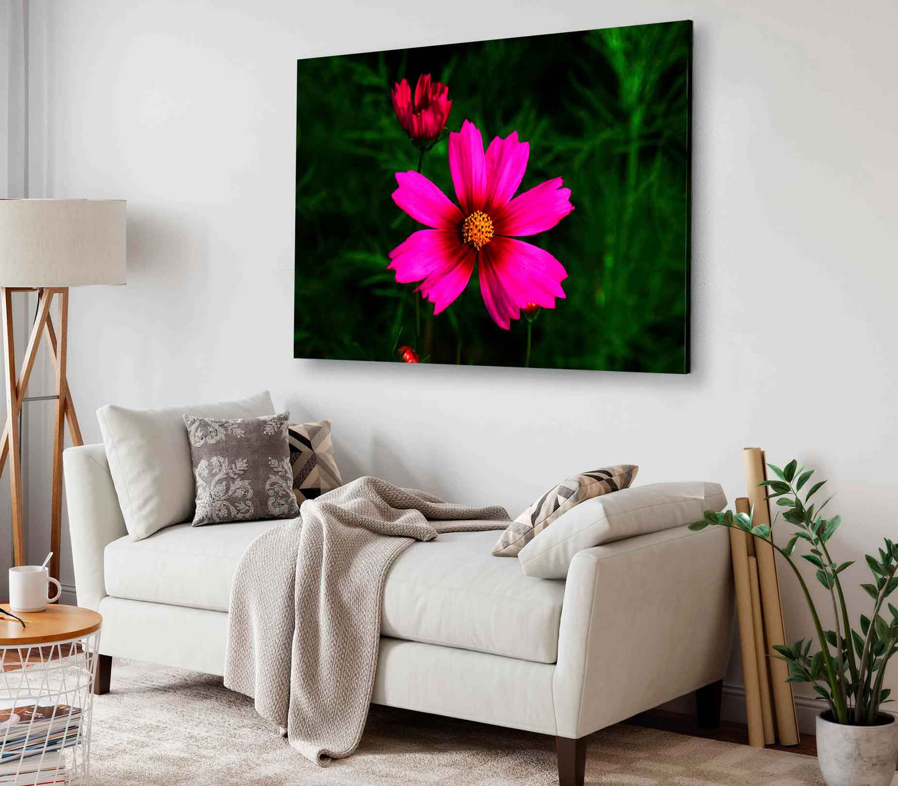 Bella Home Pink Sulfur Cosmos Blooming Print Canvas Ready to hang