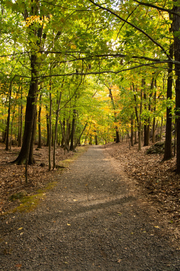 Footpath Along with Autumn Trees Photograph Home Decor Premium Quality Poster Print Choose Your Sizes