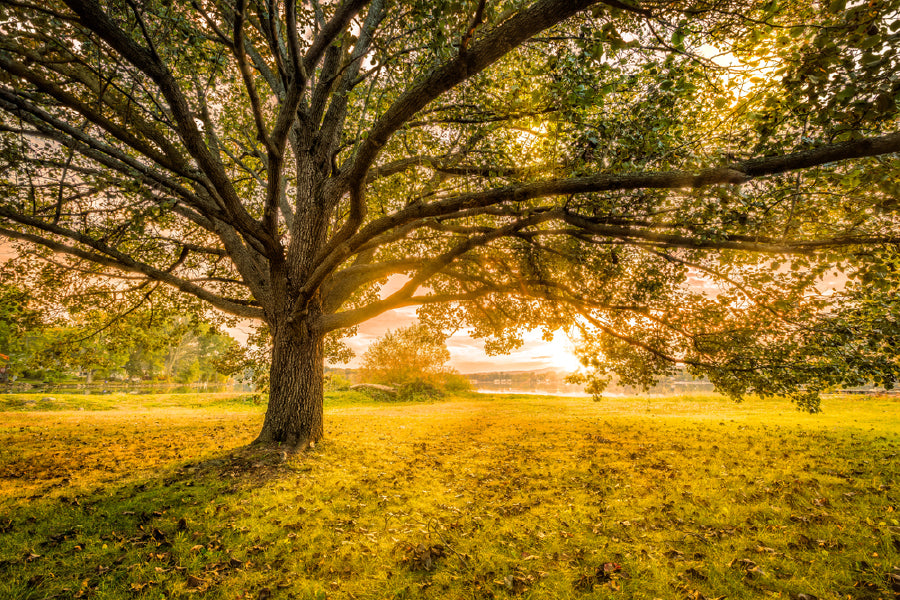 Autumn Large Tree Sunset View Photograph Print 100% Australian Made