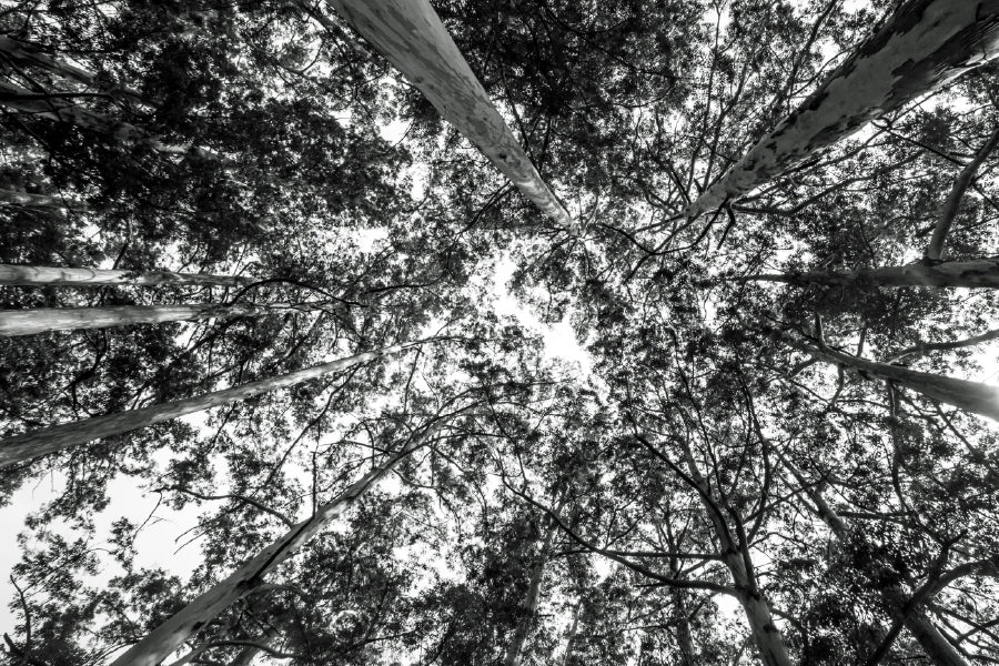 Forest Trees View from Below B&W Photograph Print 100% Australian Made