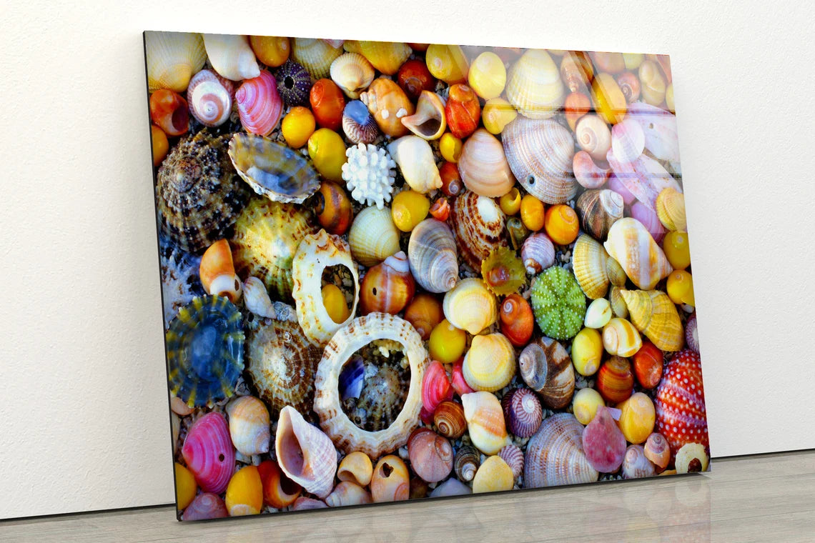 Colorful Sea Shells Photograph Acrylic Glass Print Tempered Glass Wall Art 100% Made in Australia Ready to Hang