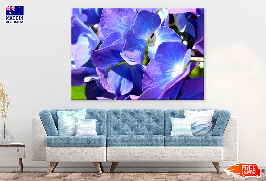 Blue Purple Hydrangea Closeup View Photograph Print 100% Australian Made