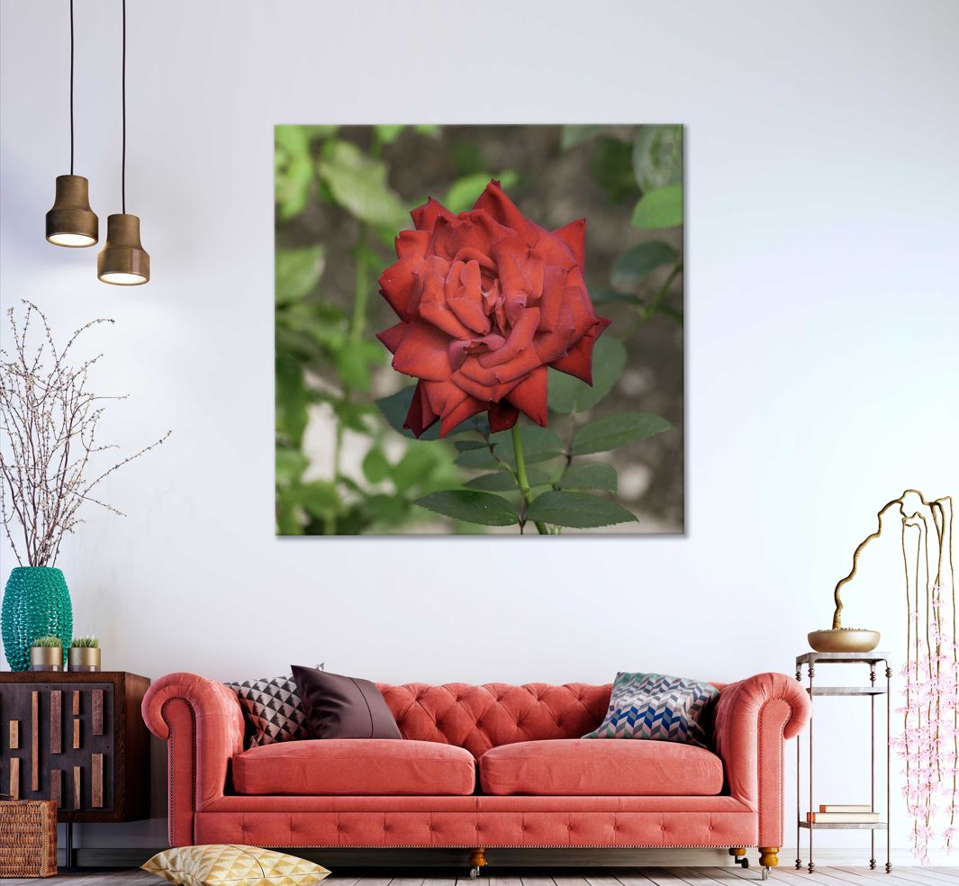 Square Canvas Wild Red Rose Closeup View Photograph High Quality Print 100% Australian Made