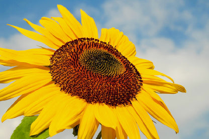 Sunflower Closeup View Photograph Print 100% Australian Made