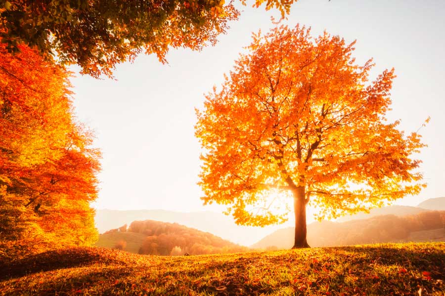 Bella Home Dramatic Scene in Golden Hour Print Canvas Ready to hang