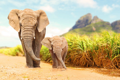 African Bush Elephants Walking on Road Photograph Print 100% Australian Made