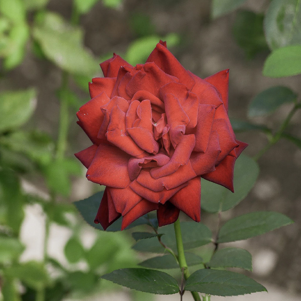 Square Canvas Wild Red Rose Closeup View Photograph High Quality Print 100% Australian Made