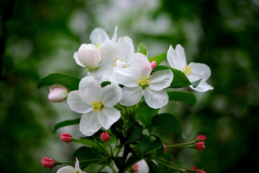 White Spring Blossom Closeup Photograph Print 100% Australian Made