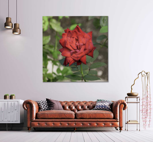 Square Canvas Wild Red Rose Closeup View Photograph High Quality Print 100% Australian Made