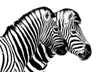 Zebras View B&W Photograph Print 100% Australian Made