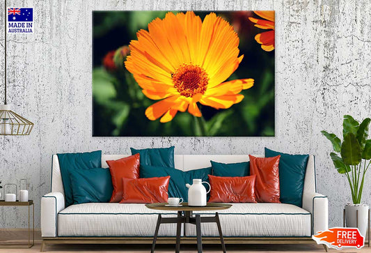 Marigold Flower Closeup View Photograph Print 100% Australian Made