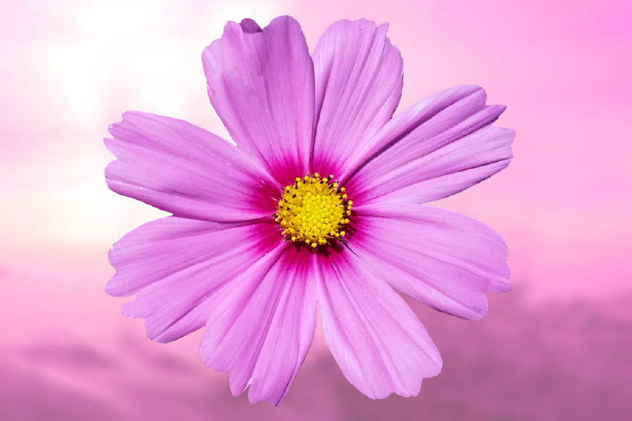 Pink Petaled Flower Closeup View Photograph Print 100% Australian Made