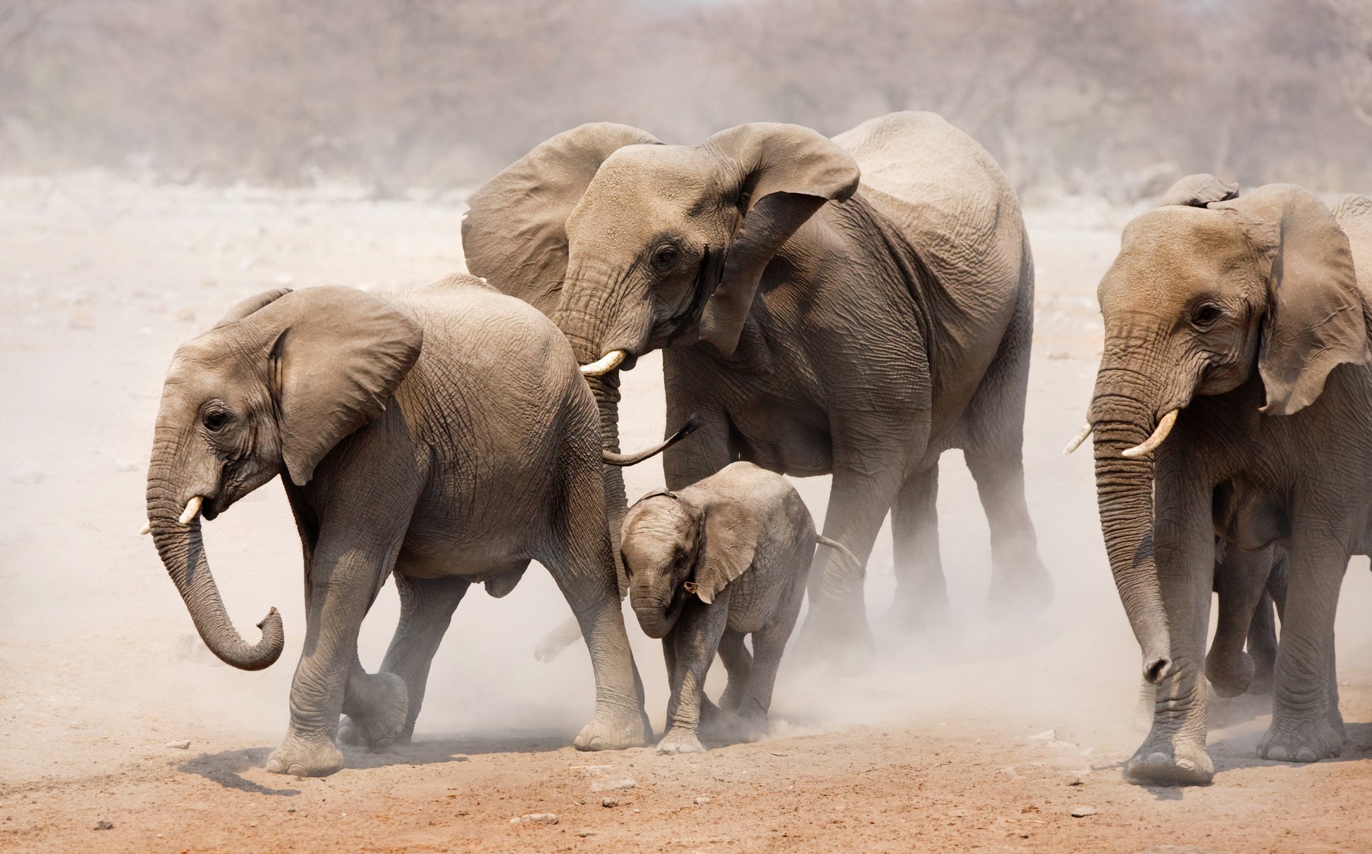 Running Elephant Family on Sand Photograph Print 100% Australian Made