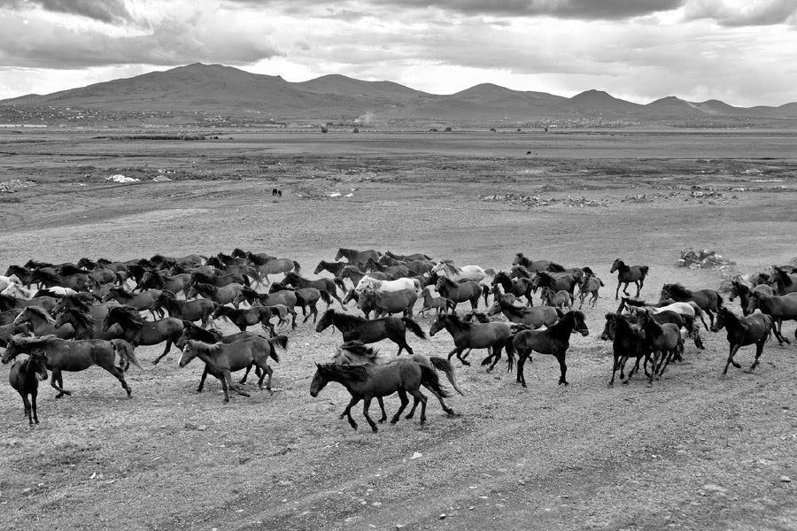 Wild Horse Herd On Field View B&W Photograph Print 100% Australian Made