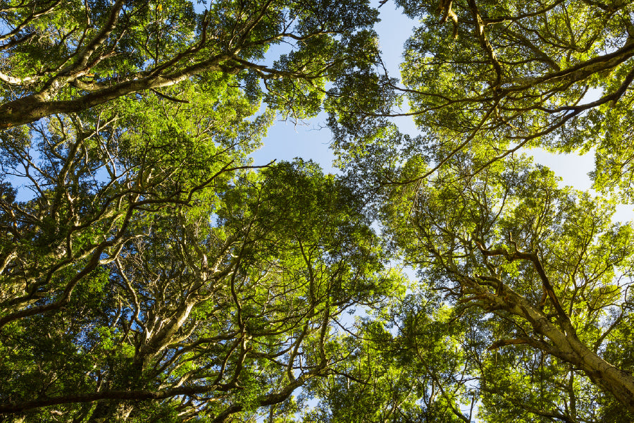 Beech Forest Trees Tops View Photograph Print 100% Australian Made