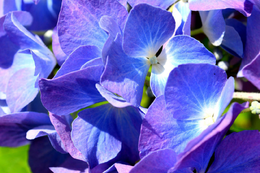 Blue Purple Hydrangea Closeup View Photograph Print 100% Australian Made