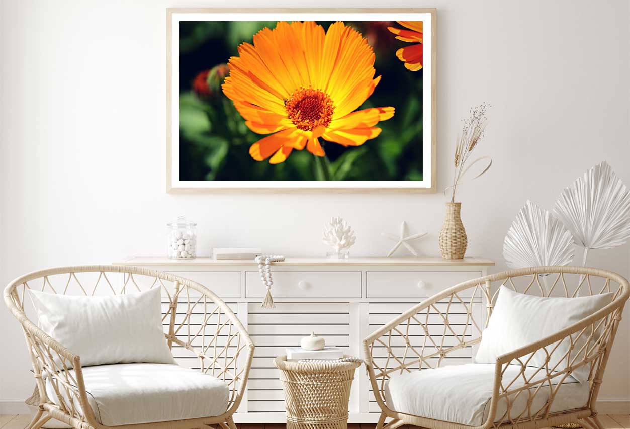 Marigold Flower Closeup View Photograph Home Decor Premium Quality Poster Print Choose Your Sizes