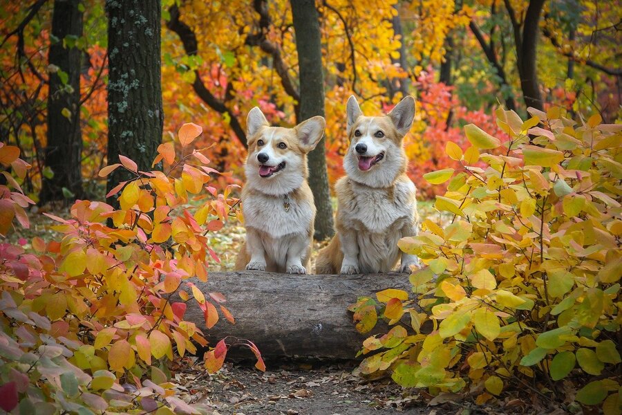 Two Dogs On Autumn Trees Photograph Print 100% Australian Made