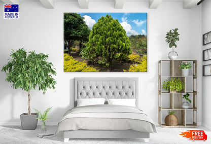 Garden Tree & Blue Sky View Photograph Print 100% Australian Made