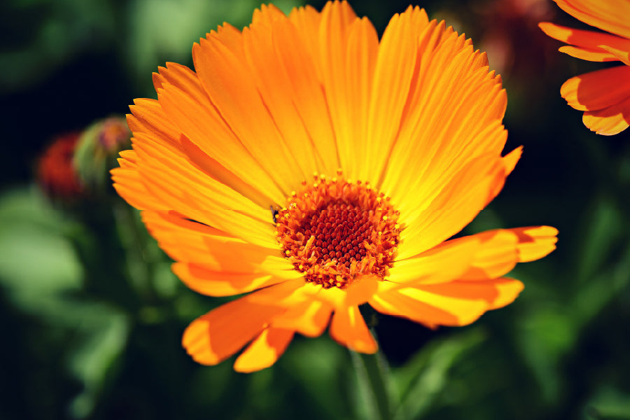 Marigold Flower Closeup View Photograph Home Decor Premium Quality Poster Print Choose Your Sizes