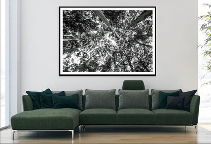 Forest Trees View from Below B&W Photograph Home Decor Premium Quality Poster Print Choose Your Sizes