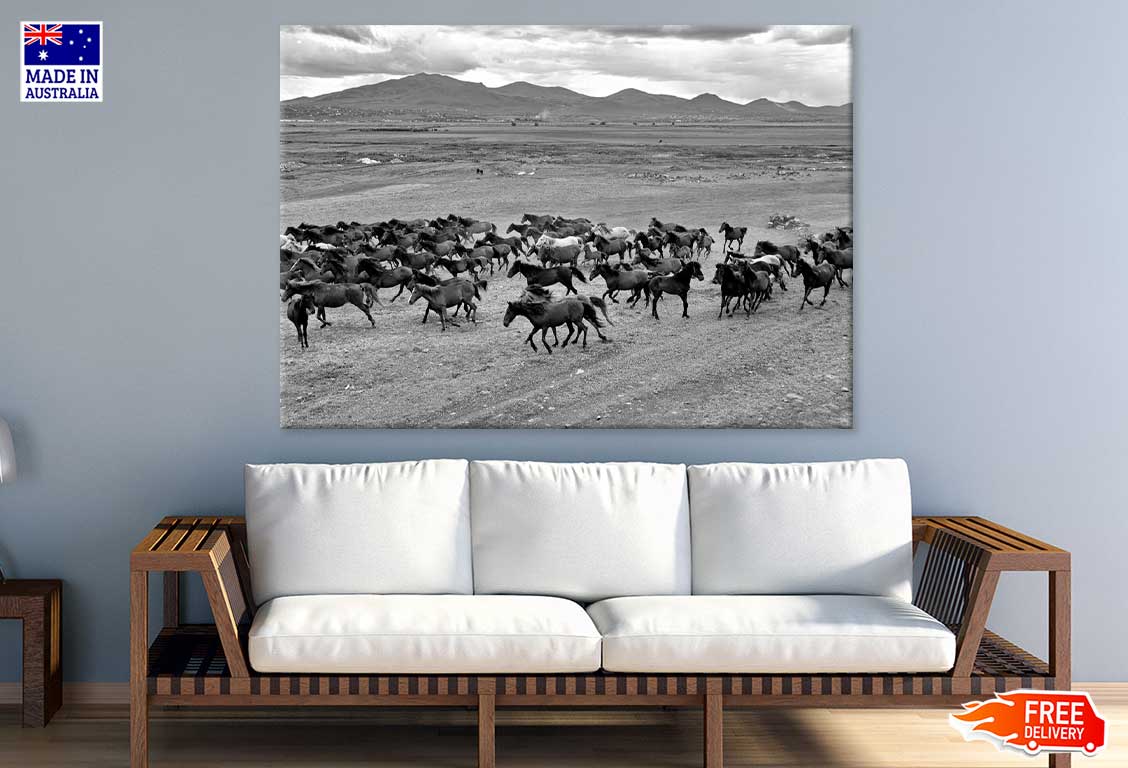 Wild Horse Herd On Field View B&W Photograph Print 100% Australian Made