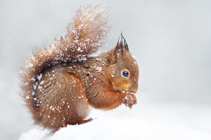 Squirrel Eating on Snow Ground Photograph Print 100% Australian Made