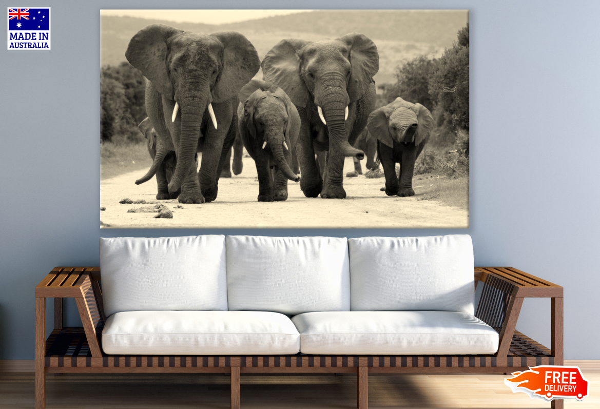 Elephant Family Walking along the Road B&W Photograph Print 100% Australian Made