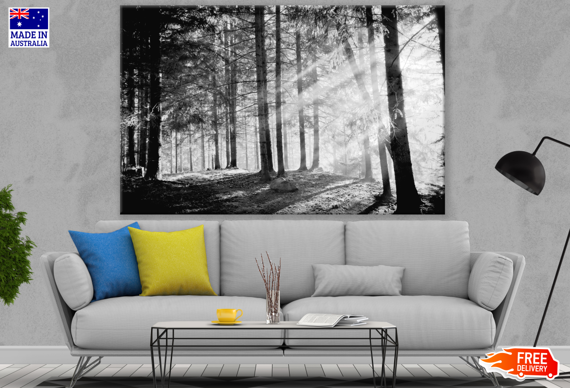 Forest Photograph B&W Print 100% Australian Made